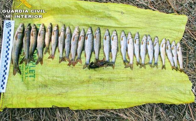 Sorprendido 'in fraganti' mientras pescaba con trasmallo en el Ibor