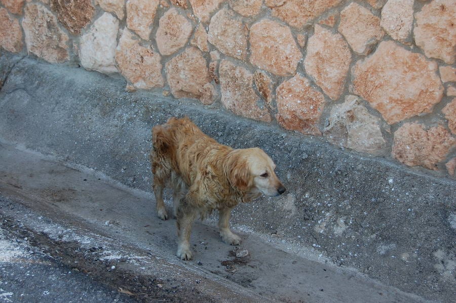 Perro abandonado en Talayuela 