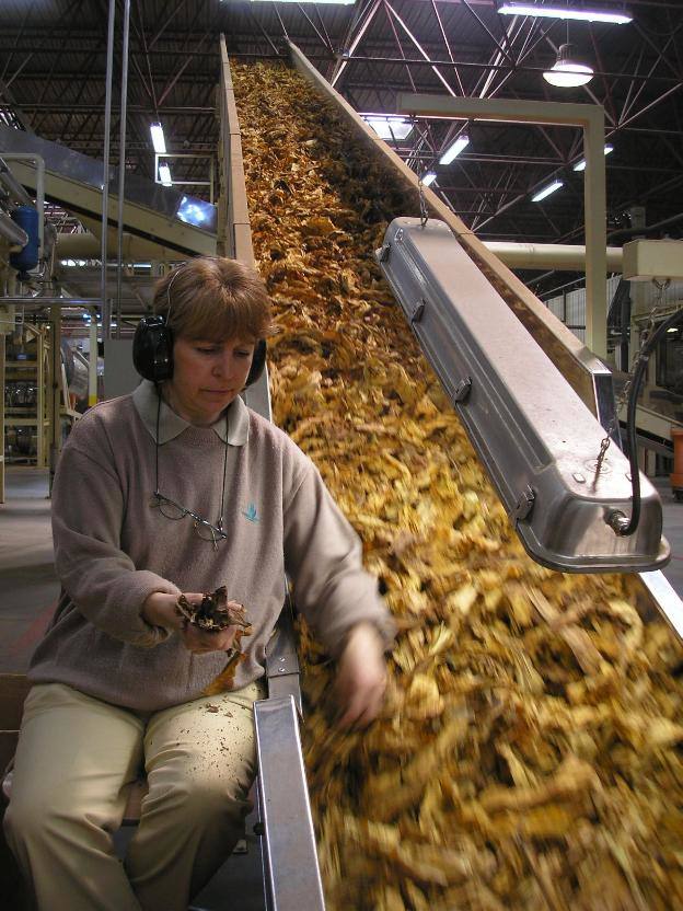 Selección de la hoja, ya dentro de la empresa transformadora.