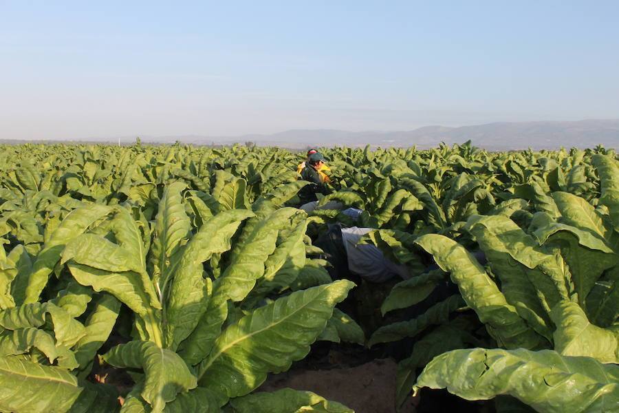 Altadis mantiene este año las compras de tabaco extremeño en 8.500 toneladas