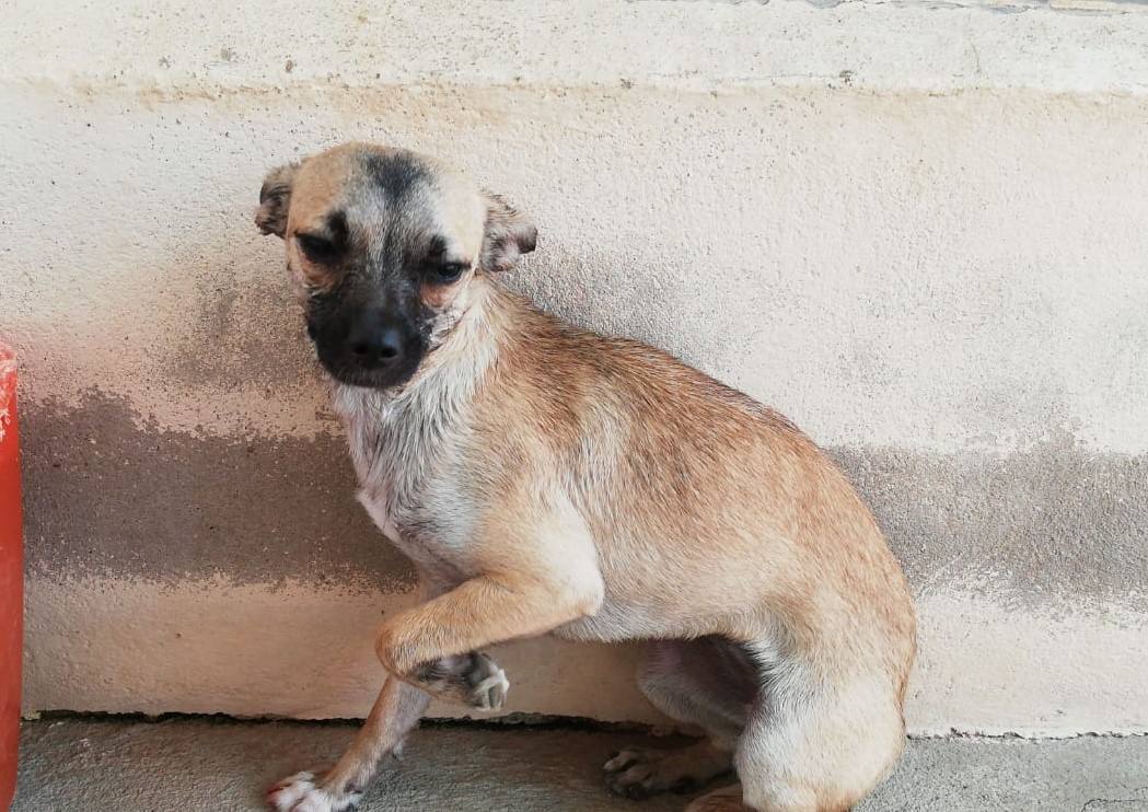 Rescatan a una perra de morir ahogada en un pozo