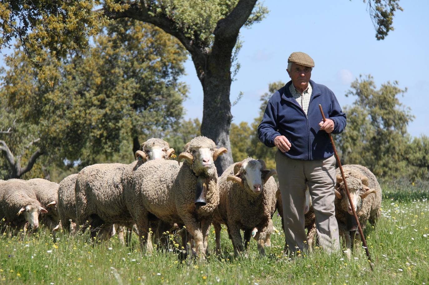 José Álvarez Pozal, con el ganado merino 