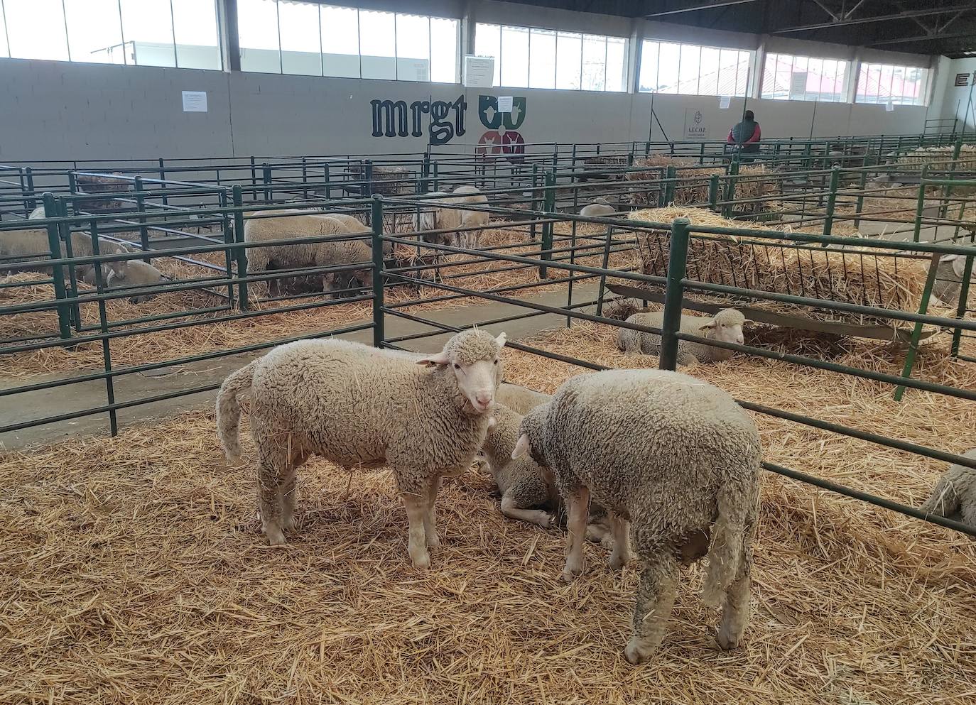 Ganado ovino presente en la Feria Agroganadera 