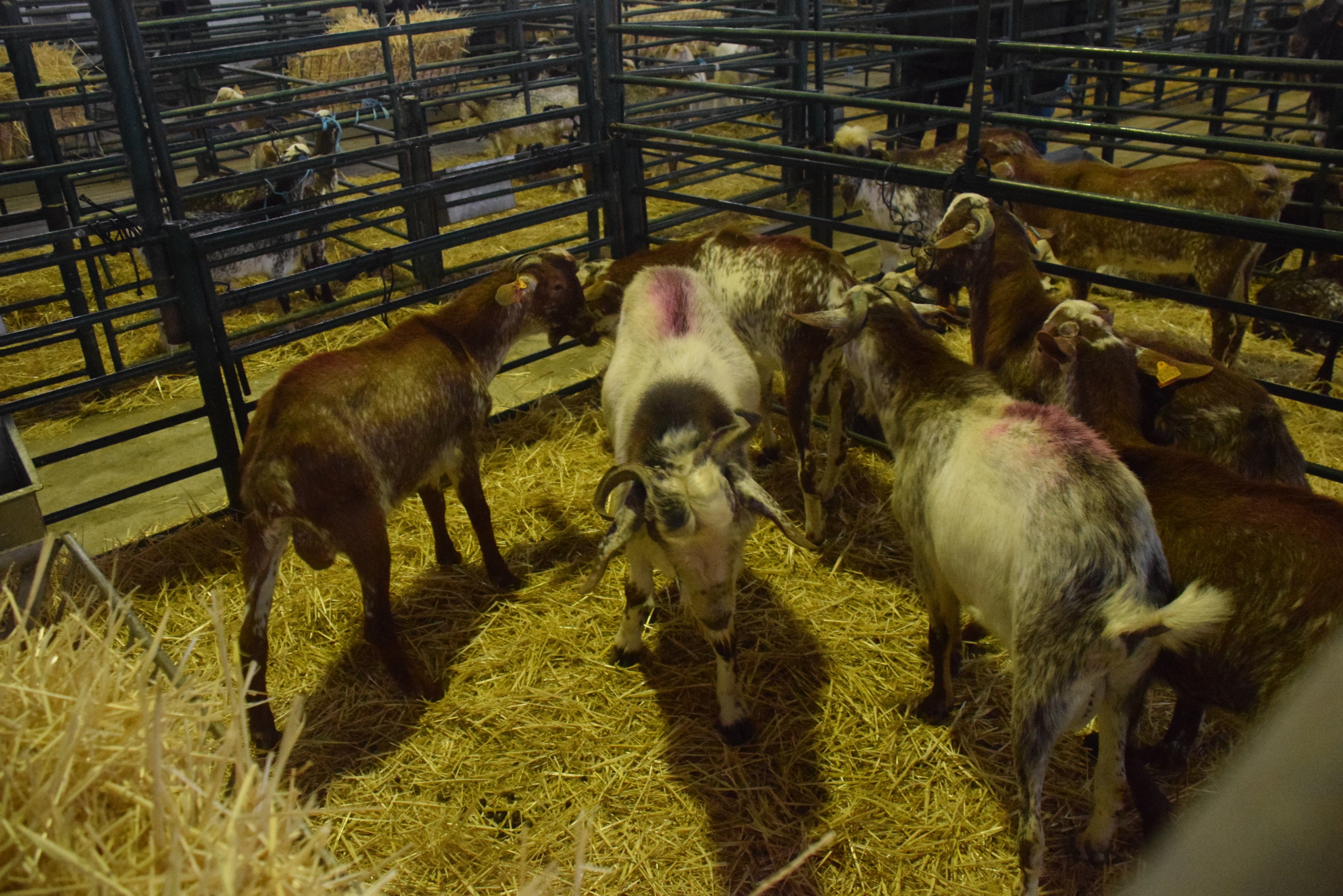 Fotos: ¿Estuviste en la Feria Agroganadera?
