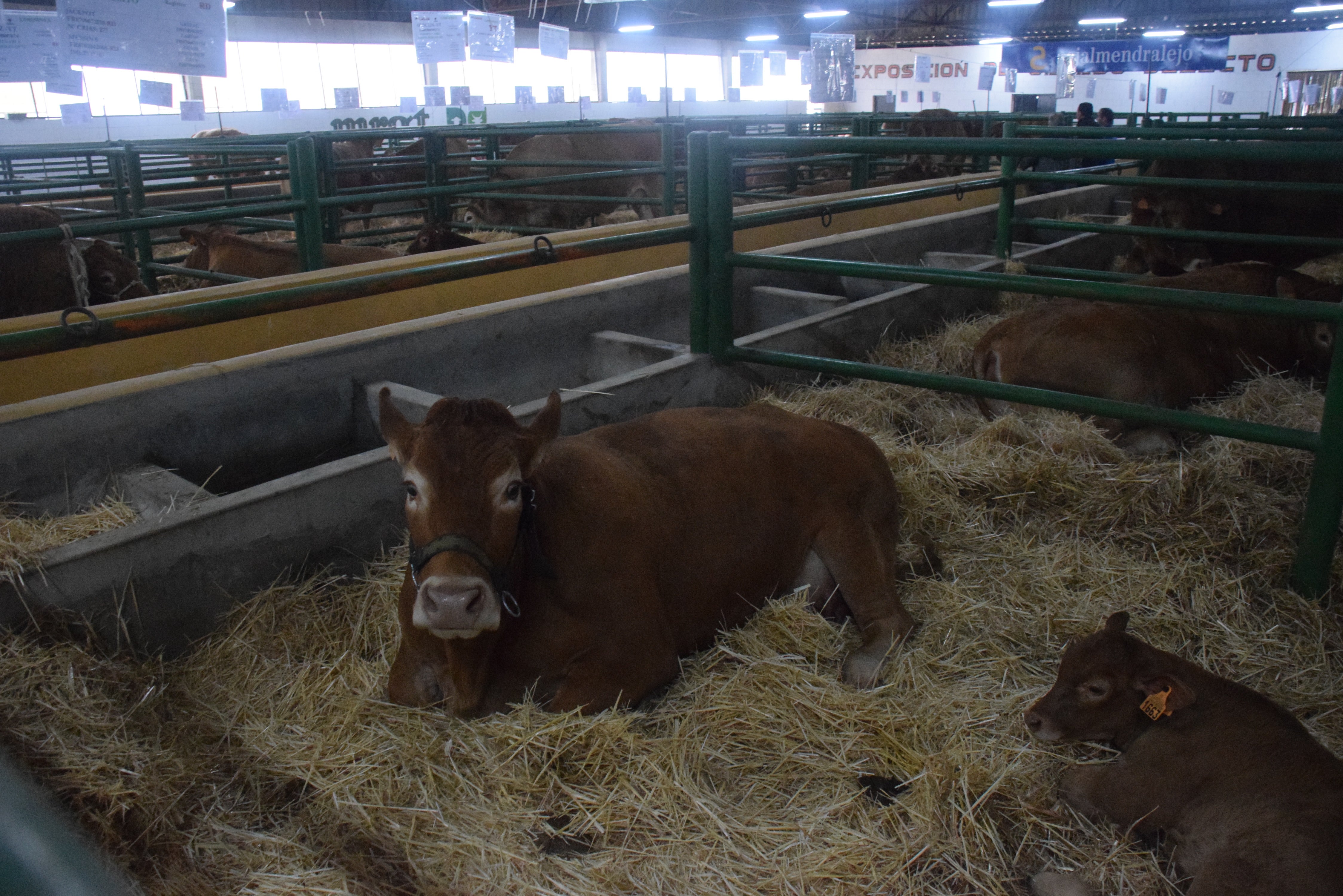 Fotos: ¿Estuviste en la Feria Agroganadera?