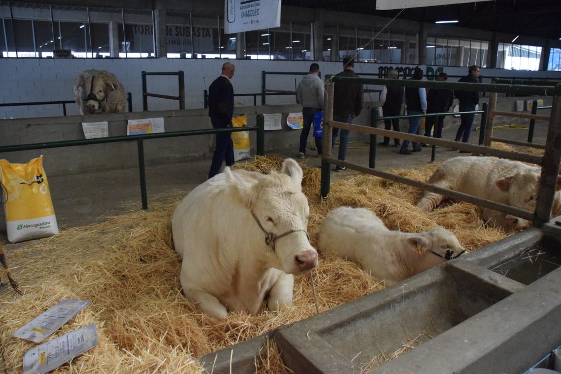 Fotos: ¿Estuviste en la Feria Agroganadera?