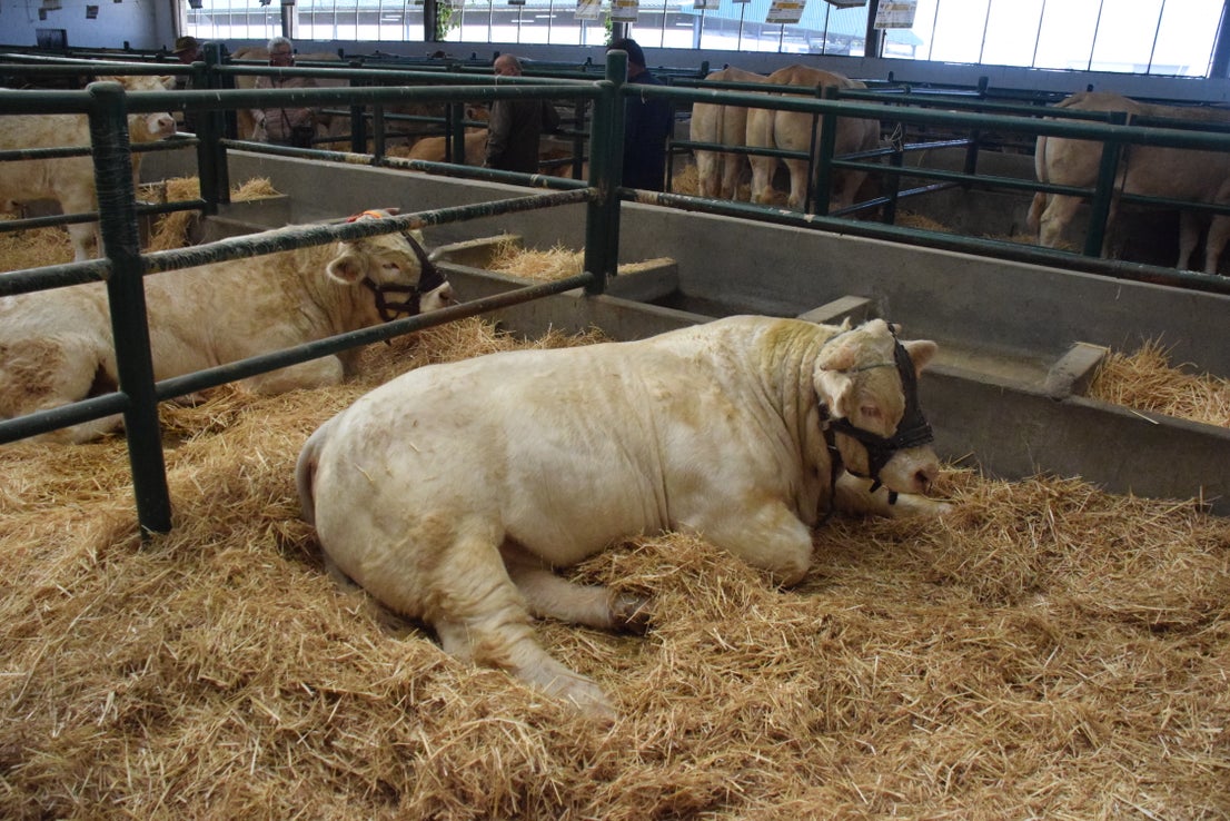 Fotos: ¿Estuviste en la Feria Agroganadera?