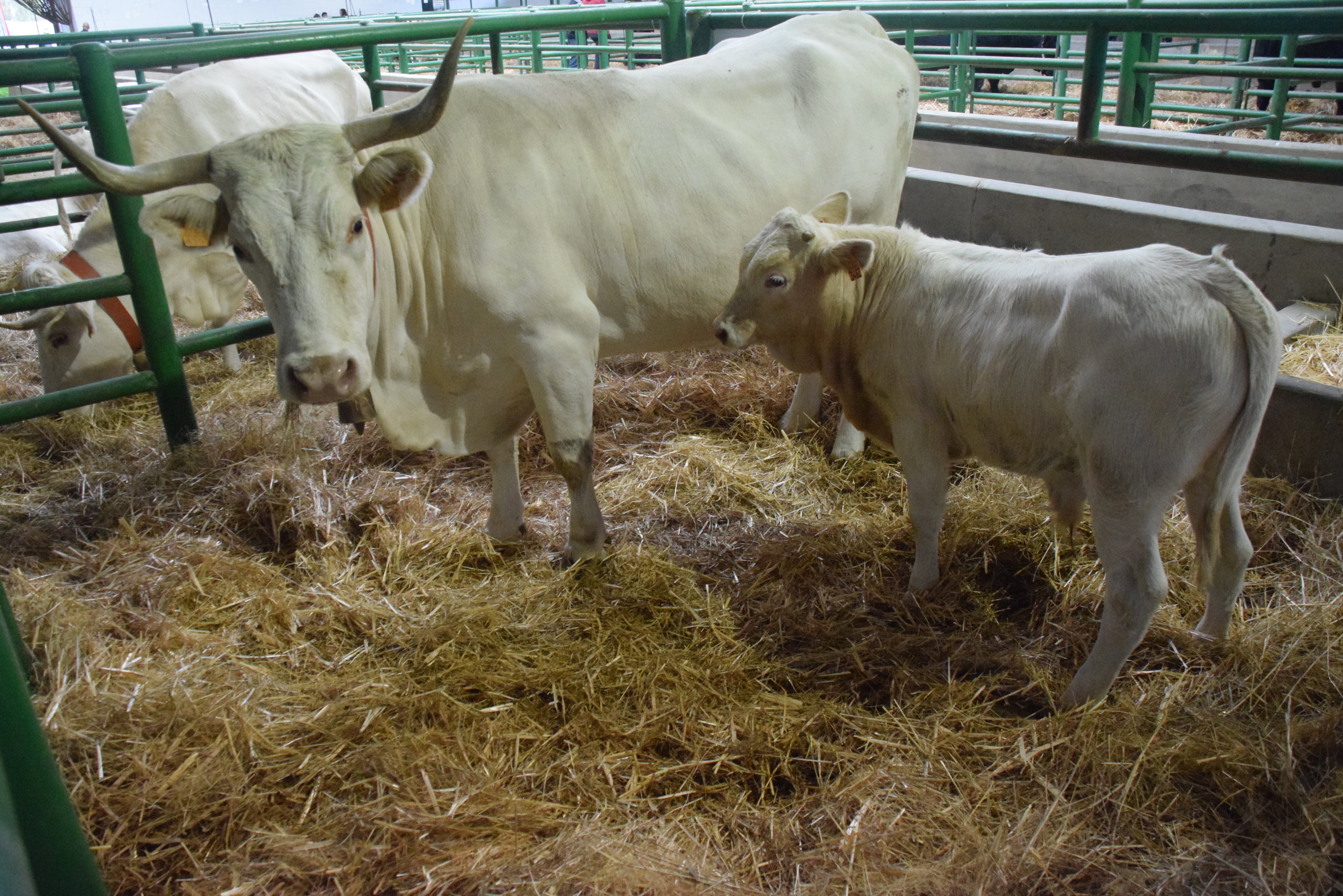 Fotos: ¿Estuviste en la Feria Agroganadera?