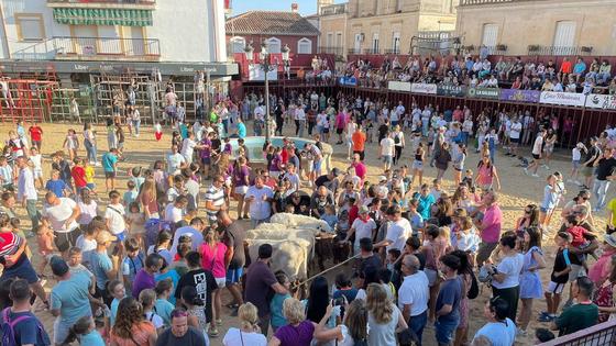 Numerosos menores participan en el encierro con mansos