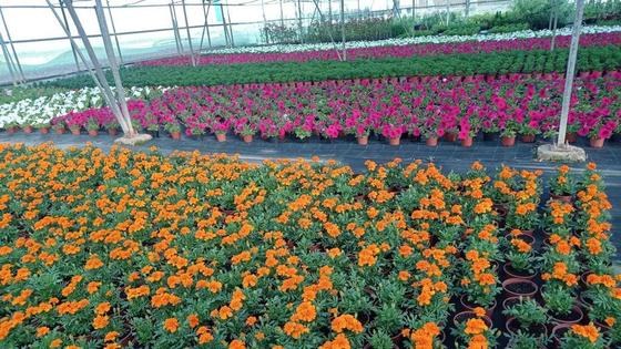El Ayuntamiento ya puede solicitar plantas a la Diputación de Cáceres