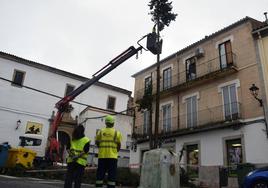Los trabajos para quitar los dos cipreses de la calle Merced