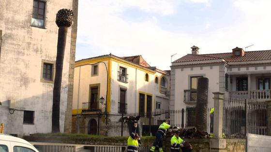 El Consistorio interviene en palmeras afectadas por el picudo rojo