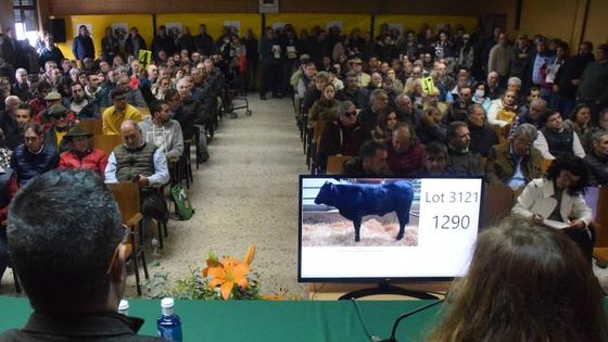 Subastas, degustaciones, concursos y charlas, en la muestra ganadera