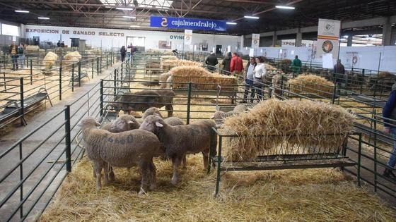 La ciudad se convierte en el epicentro del campo con la Agroganadera
