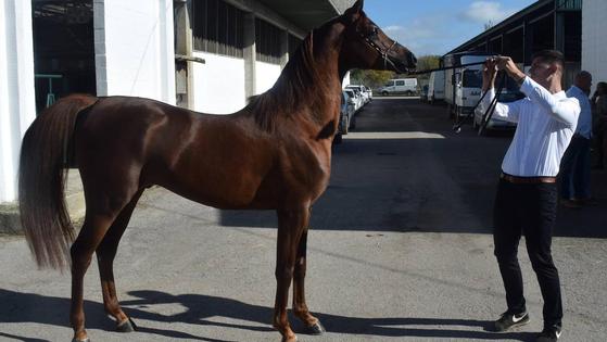 Caballos de pura raza árabe atraen las miradas cuando salen al recinto hípico