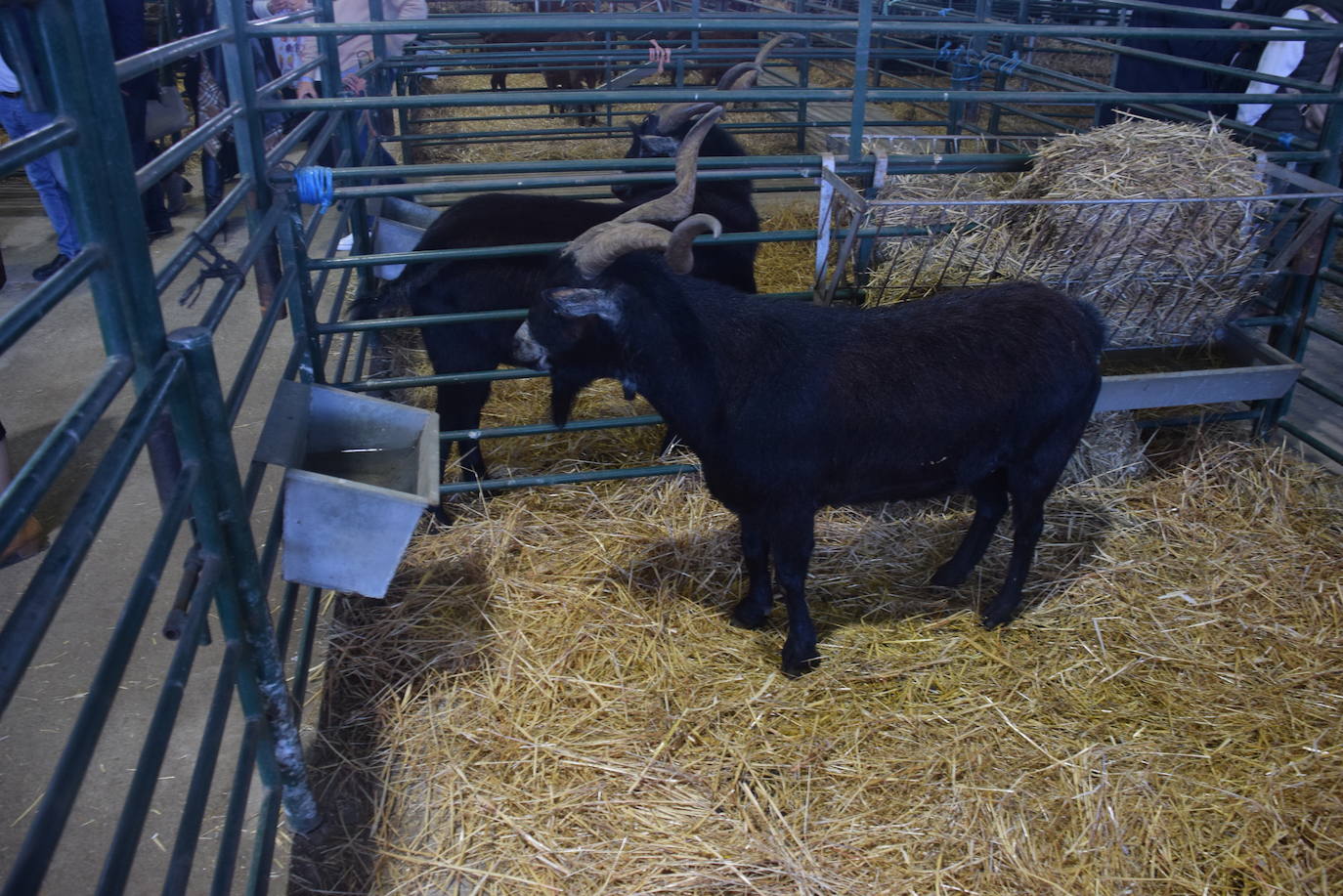 ¿Estuviste en la XXXIX edición de la Feria Agroganadera?