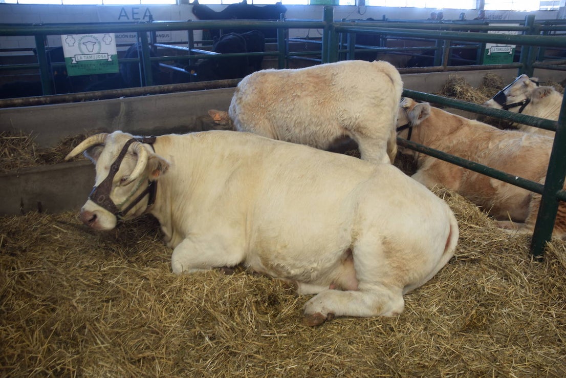 ¿Estuviste en la XXXIX edición de la Feria Agroganadera?