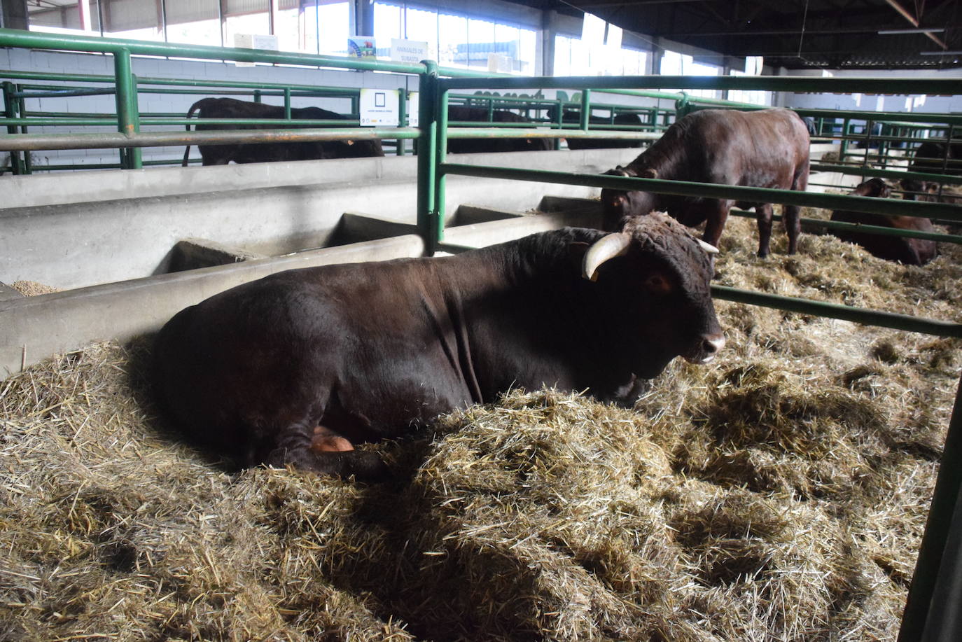 ¿Estuviste en la XXXIX edición de la Feria Agroganadera?