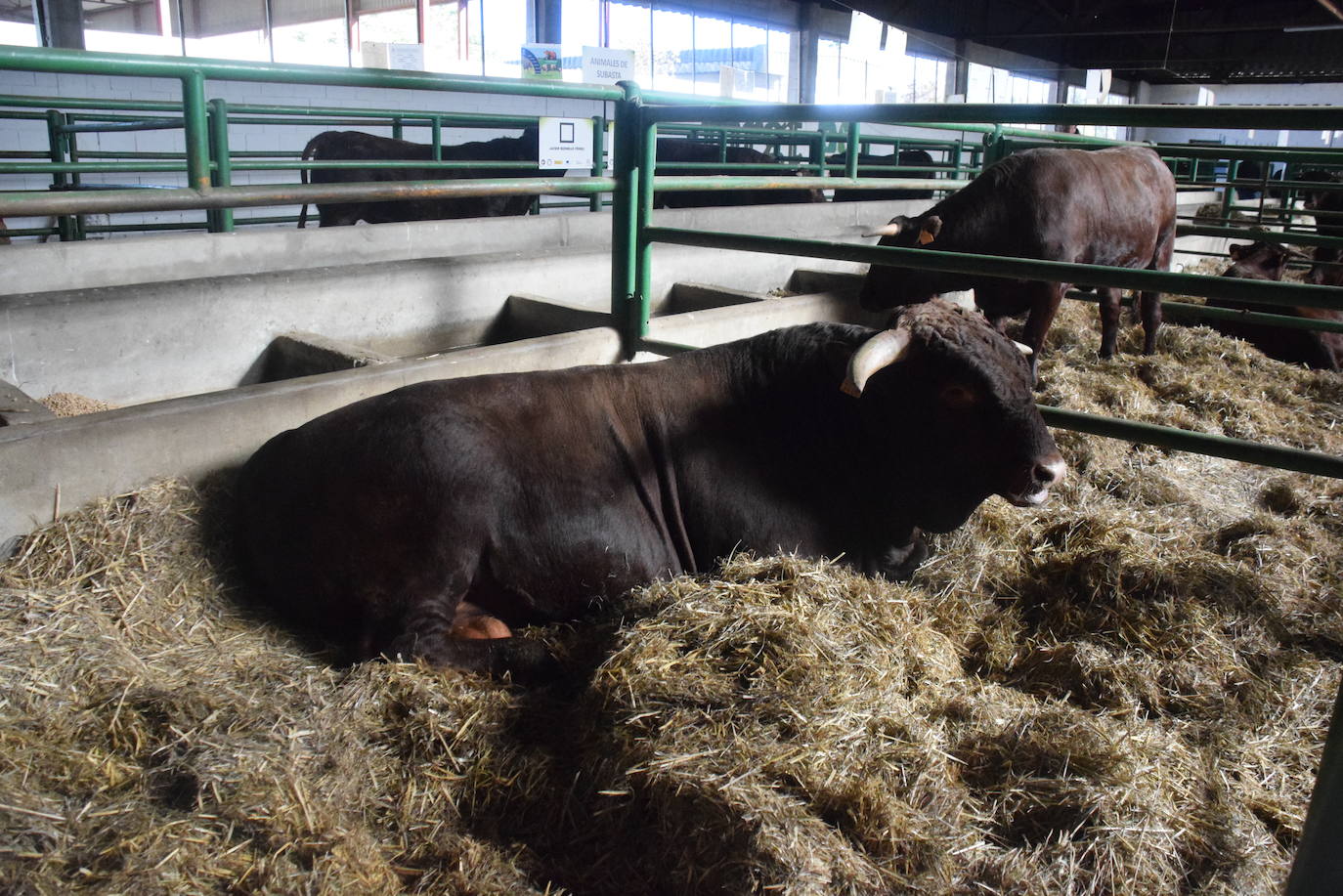 ¿Estuviste en la XXXIX edición de la Feria Agroganadera?