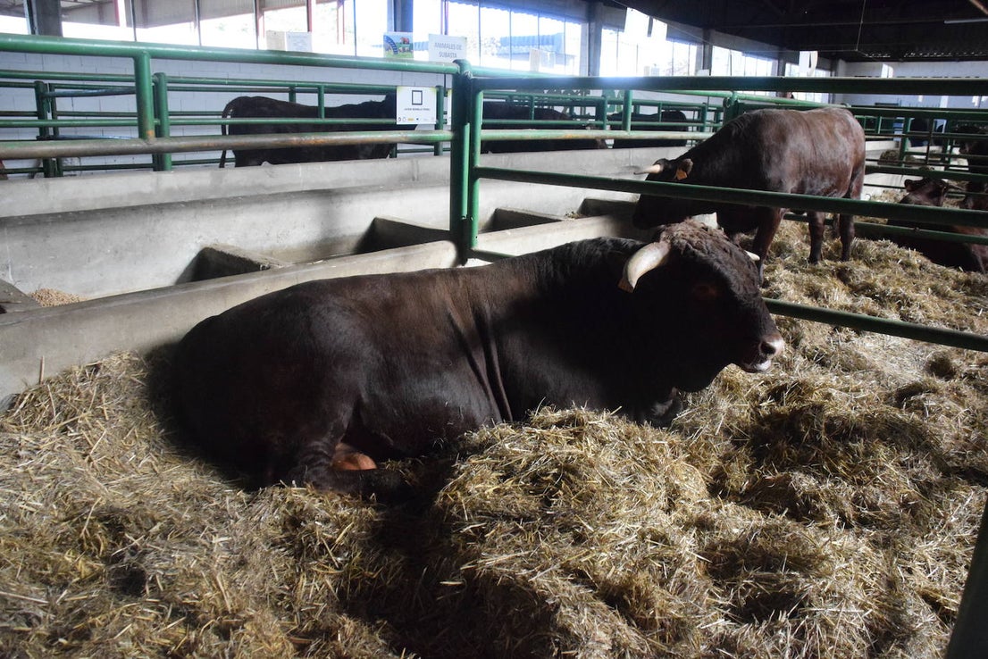 ¿Estuviste en la XXXIX edición de la Feria Agroganadera?