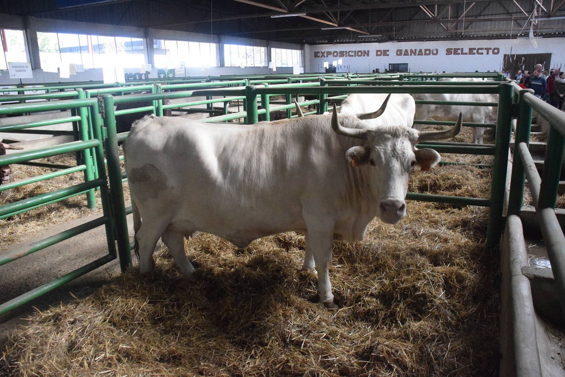 ¿Estuviste en la XXXIX edición de la Feria Agroganadera?