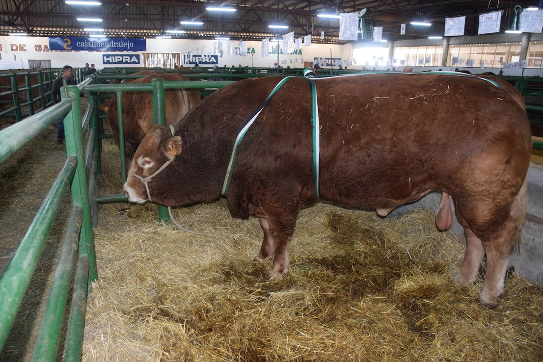 ¿Estuviste en la XXXIX edición de la Feria Agroganadera?