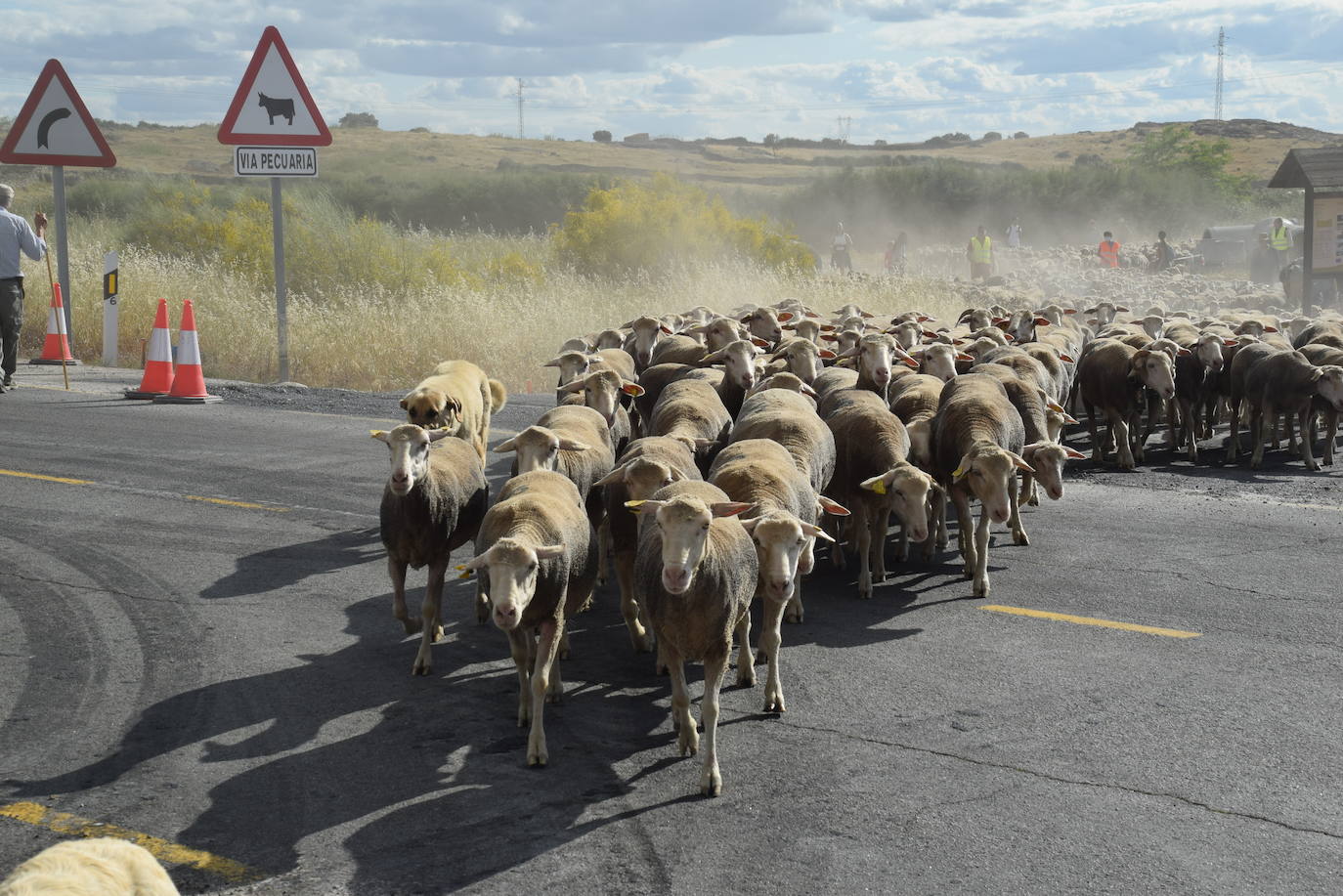 La trashumancia hace su parada en la ciudad trujillana