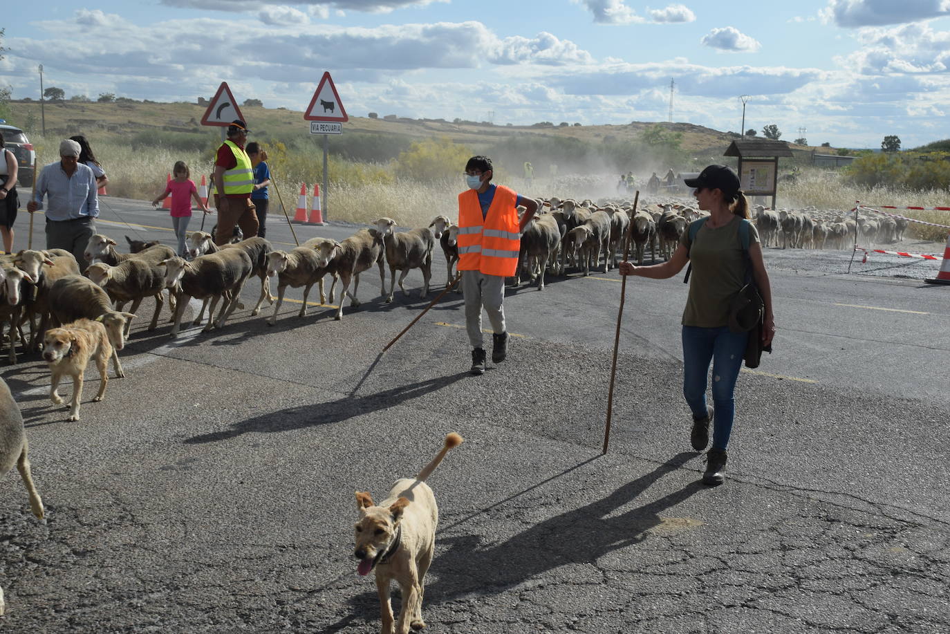 La trashumancia hace su parada en la ciudad trujillana