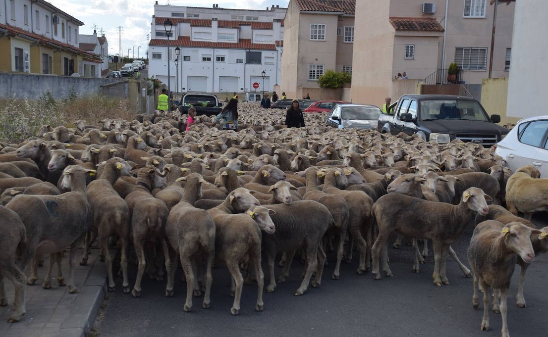 La trashumancia hace su parada en la ciudad trujillana