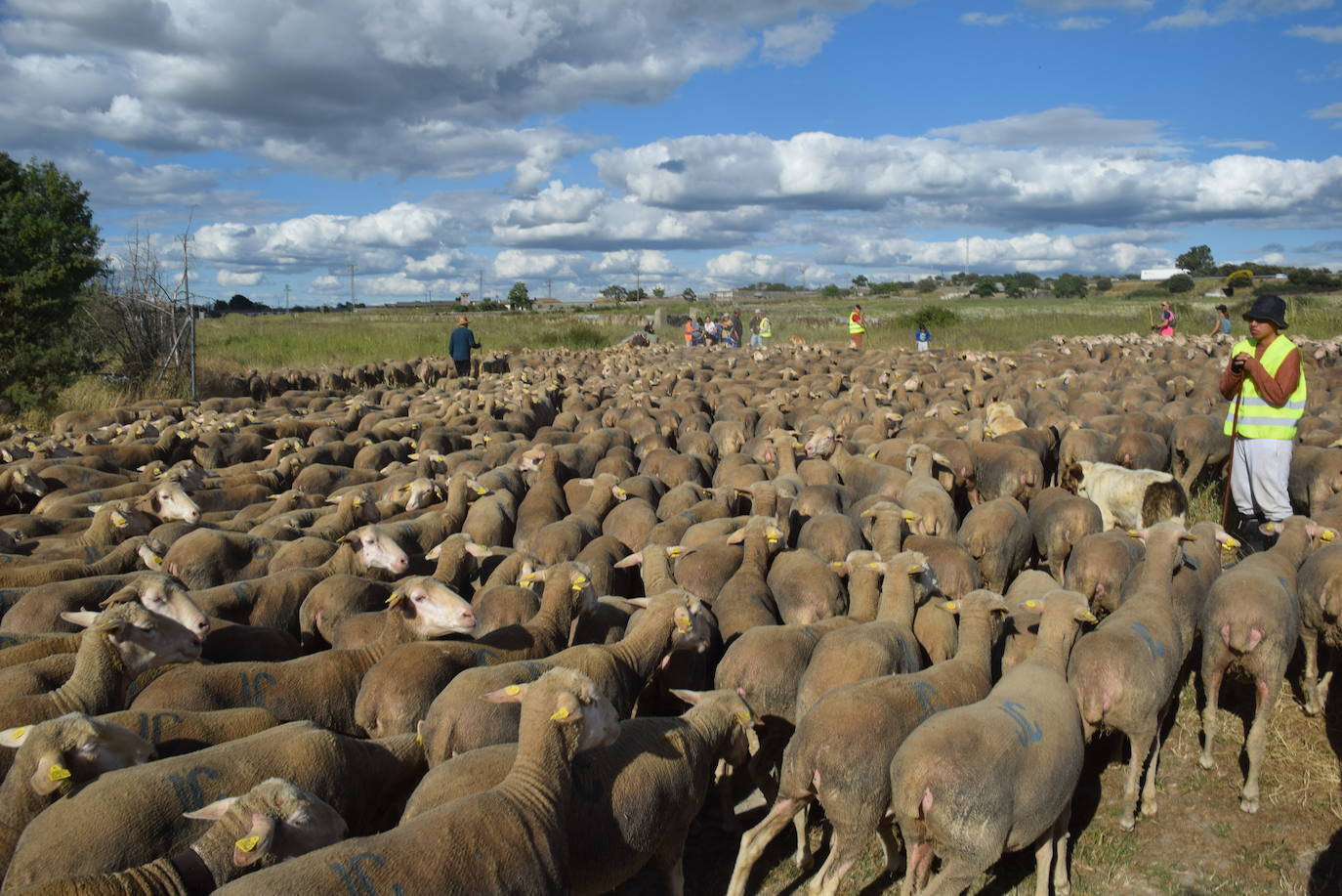 La trashumancia hace su parada en la ciudad trujillana
