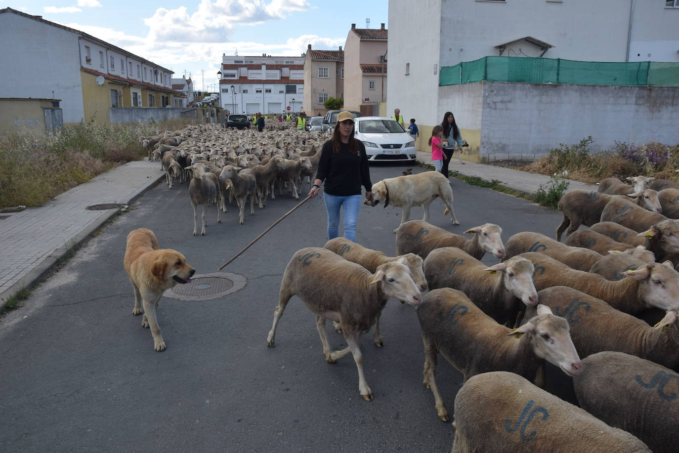 La trashumancia hace su parada en la ciudad trujillana