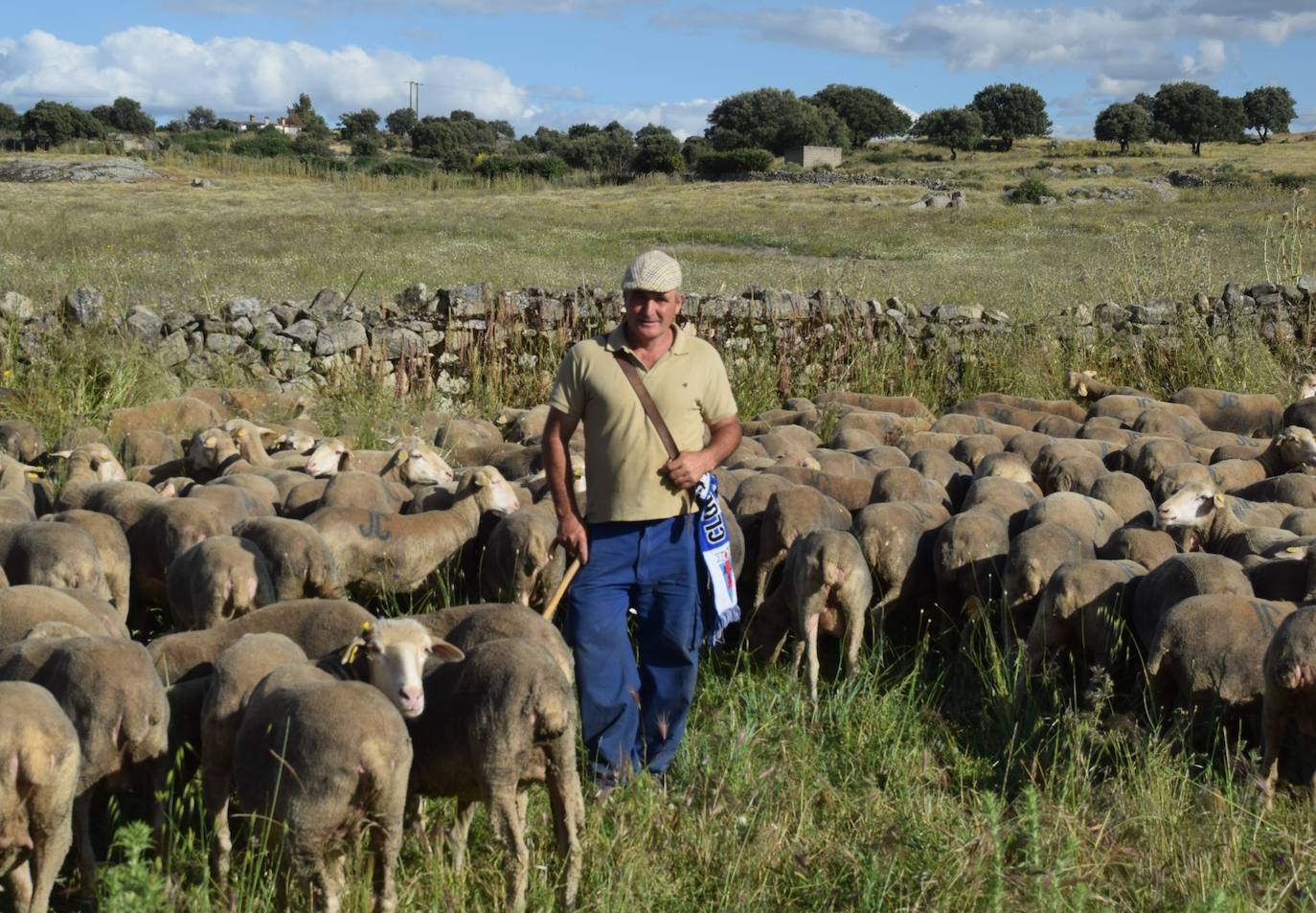 La trashumancia hace su parada en la ciudad trujillana