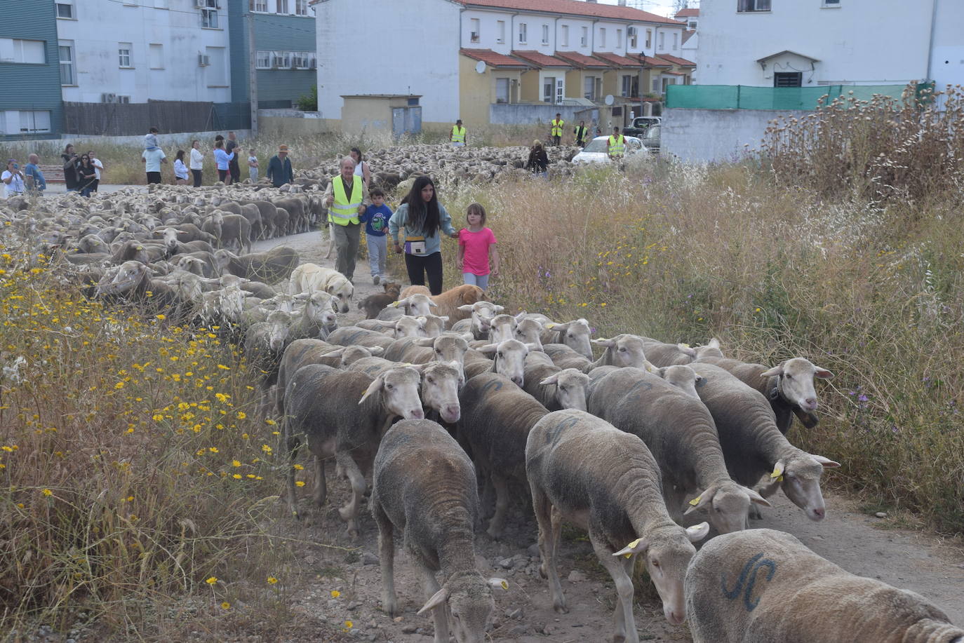 La trashumancia hace su parada en la ciudad trujillana