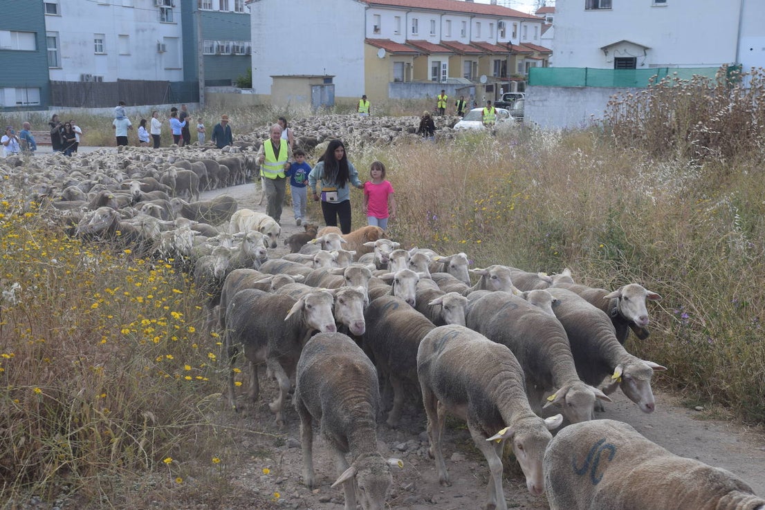 La trashumancia hace su parada en la ciudad trujillana