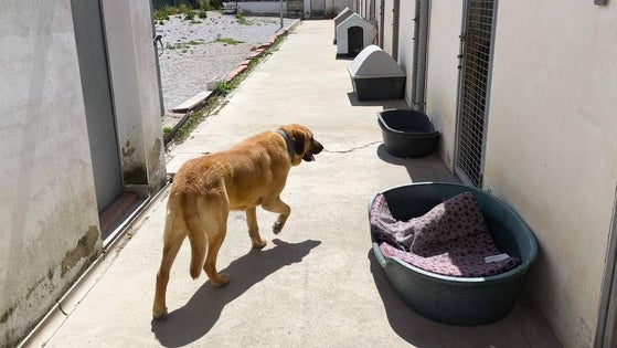 Refugio Turgalium pide que se potencie el turismo 'pet friendly'