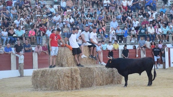 Los festejos taurinos contarán con 32 animales de siete ganaderías