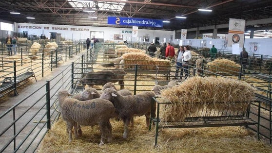 La Feria Agroganadera se retrasa por la lengua azul