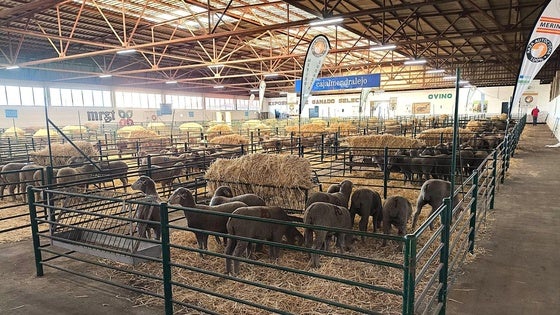 La Agroganadera arranca este jueves con mil animales y la sombra de la lengua azul