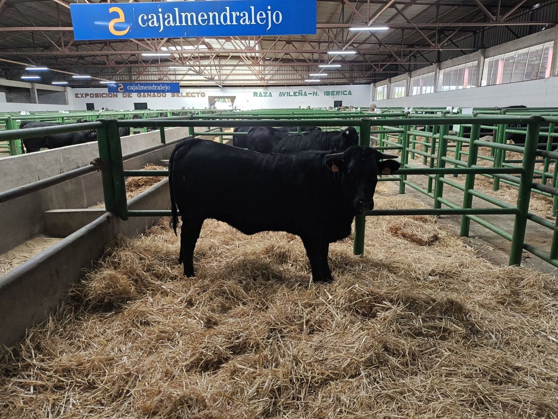 La Feria Agroganadera se celebró a pesar de la lengua azul