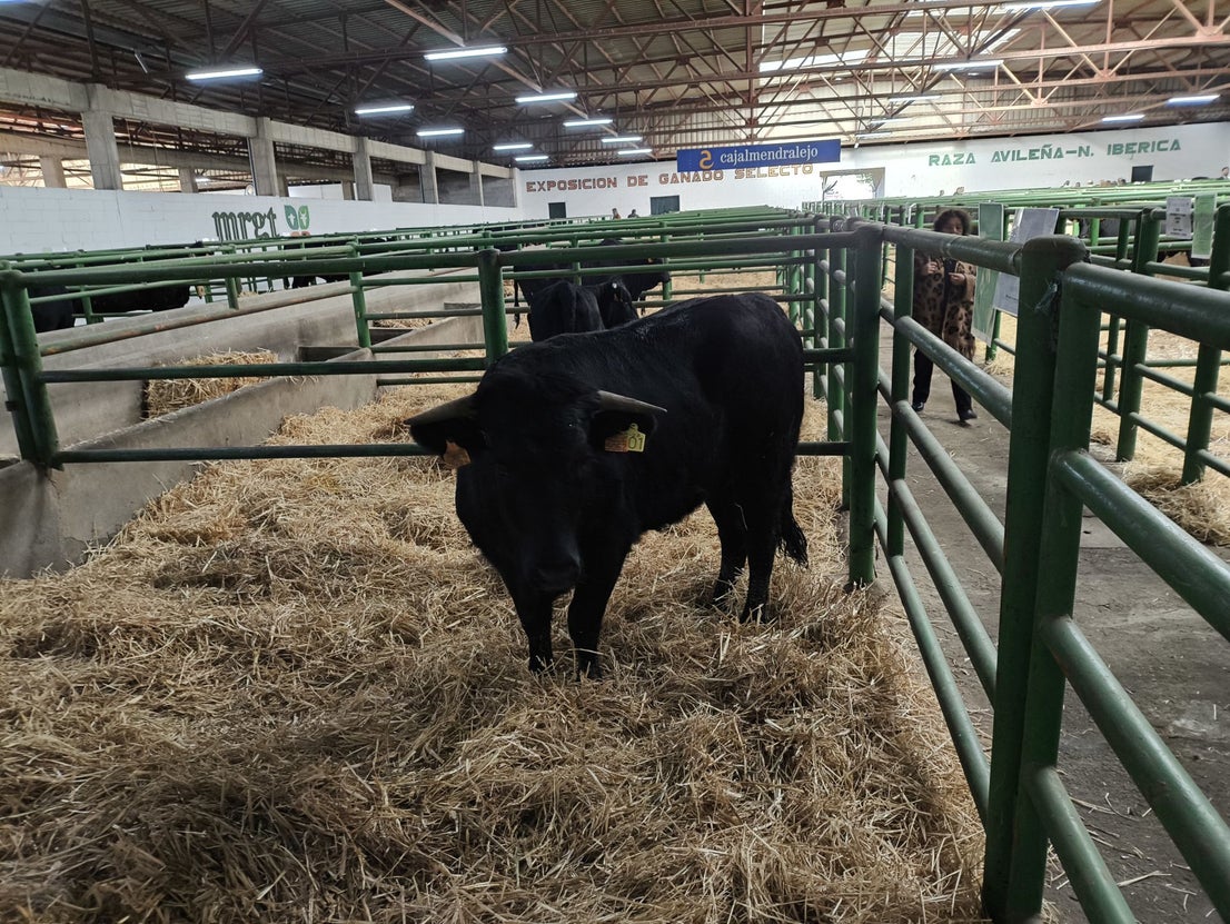 La Feria Agroganadera se celebró a pesar de la lengua azul