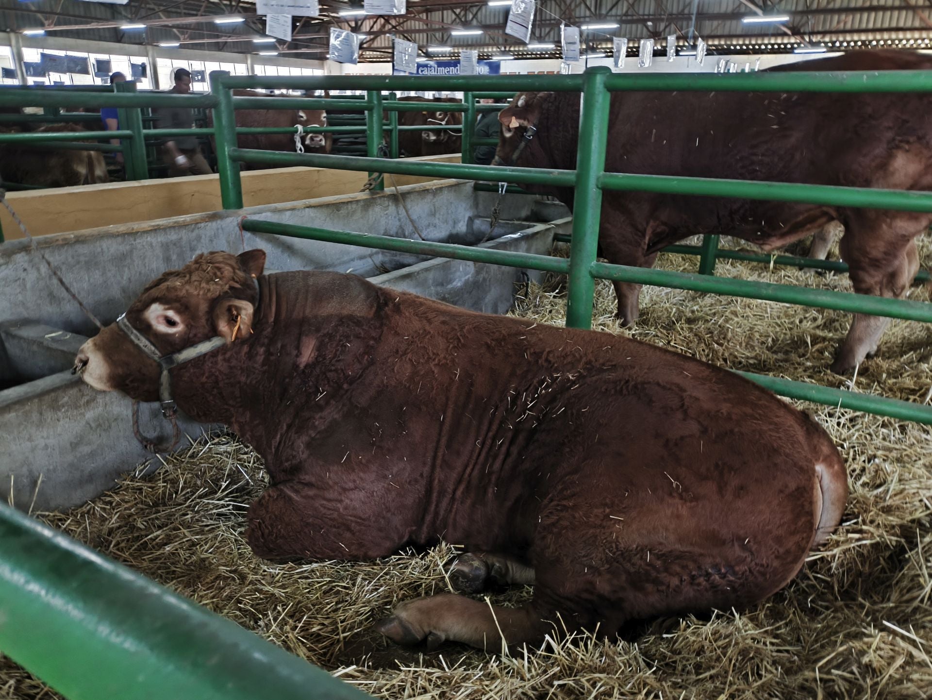 La Feria Agroganadera se celebró a pesar de la lengua azul