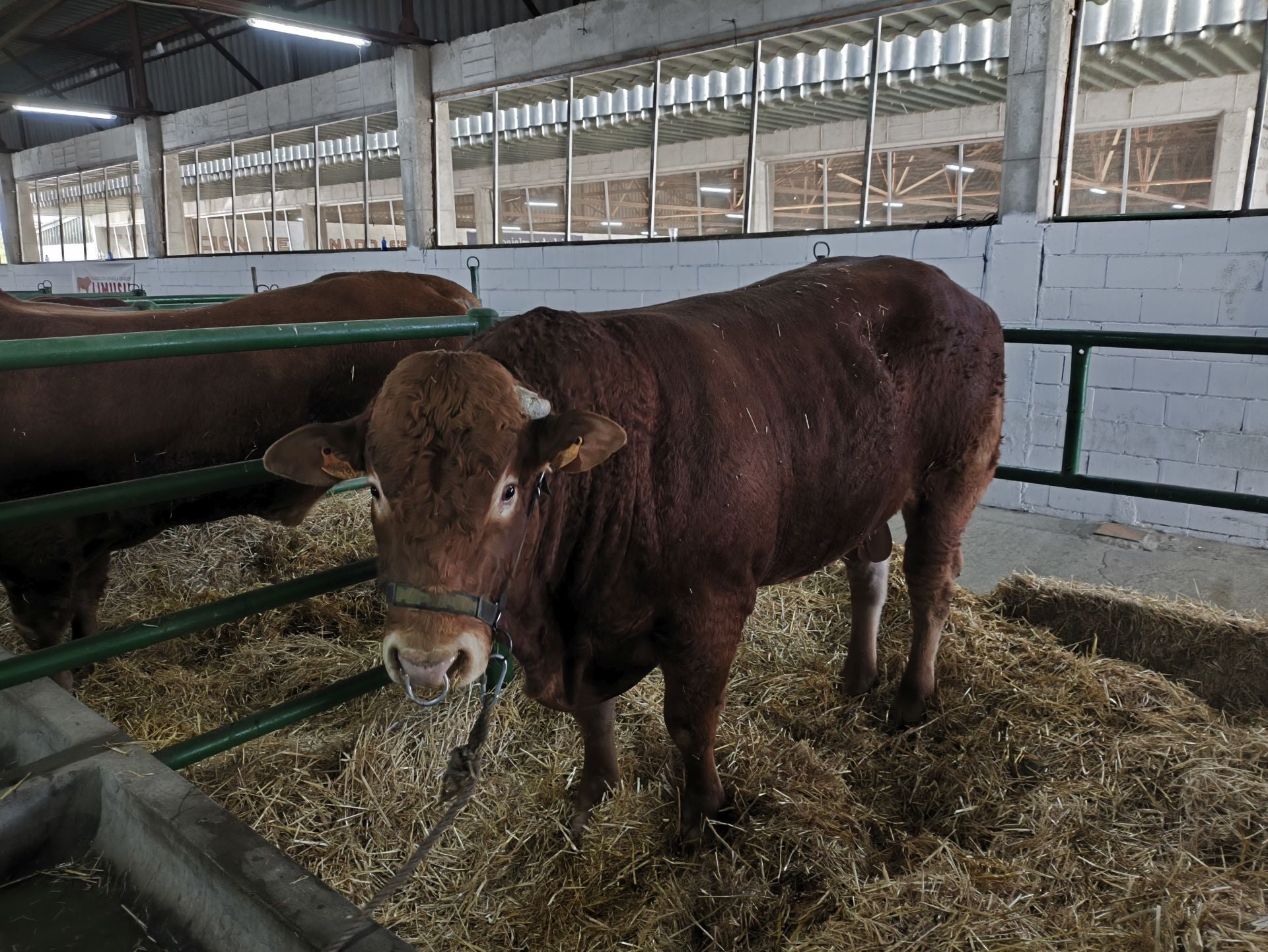 La Feria Agroganadera se celebró a pesar de la lengua azul