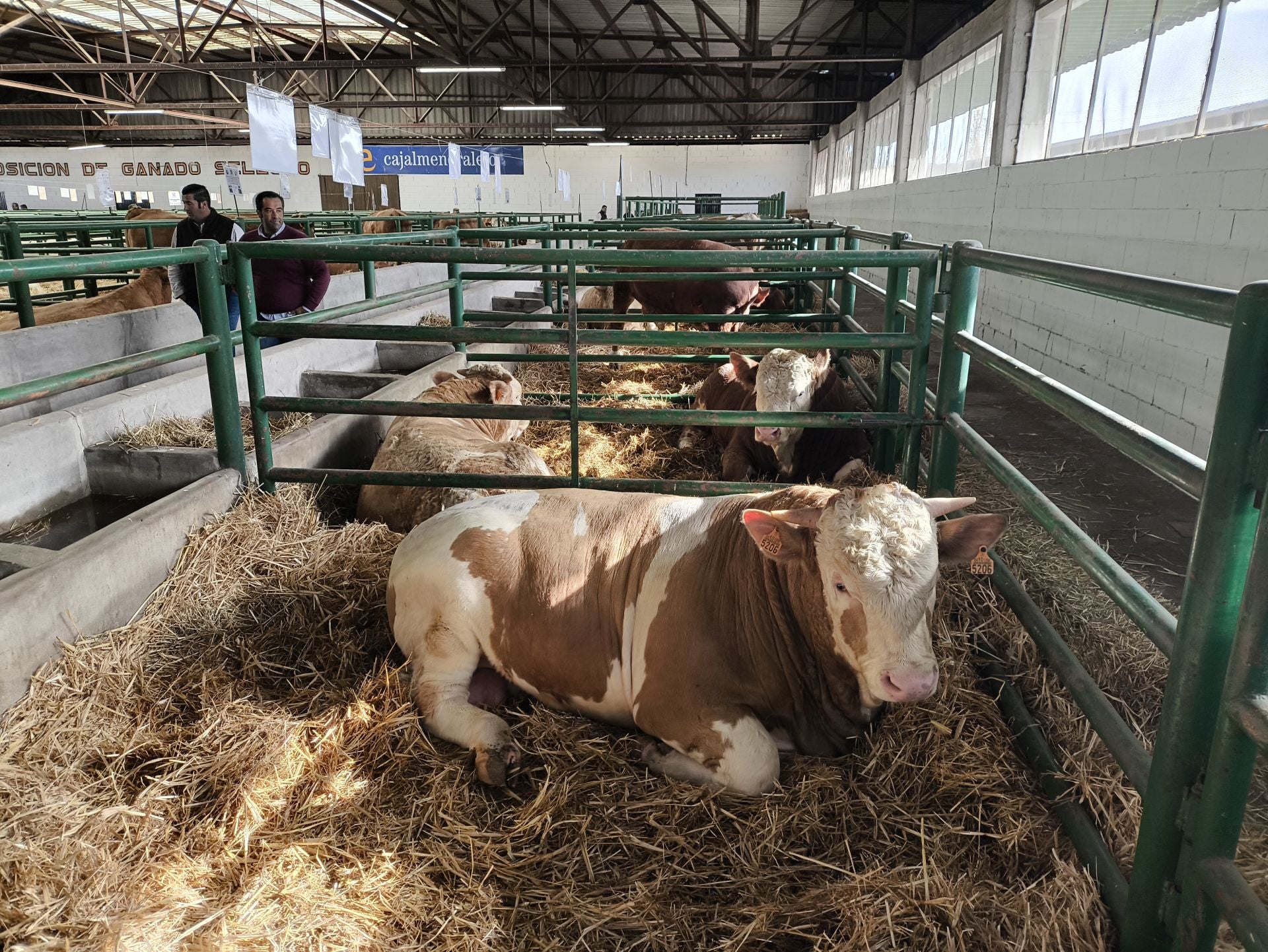 La Feria Agroganadera se celebró a pesar de la lengua azul
