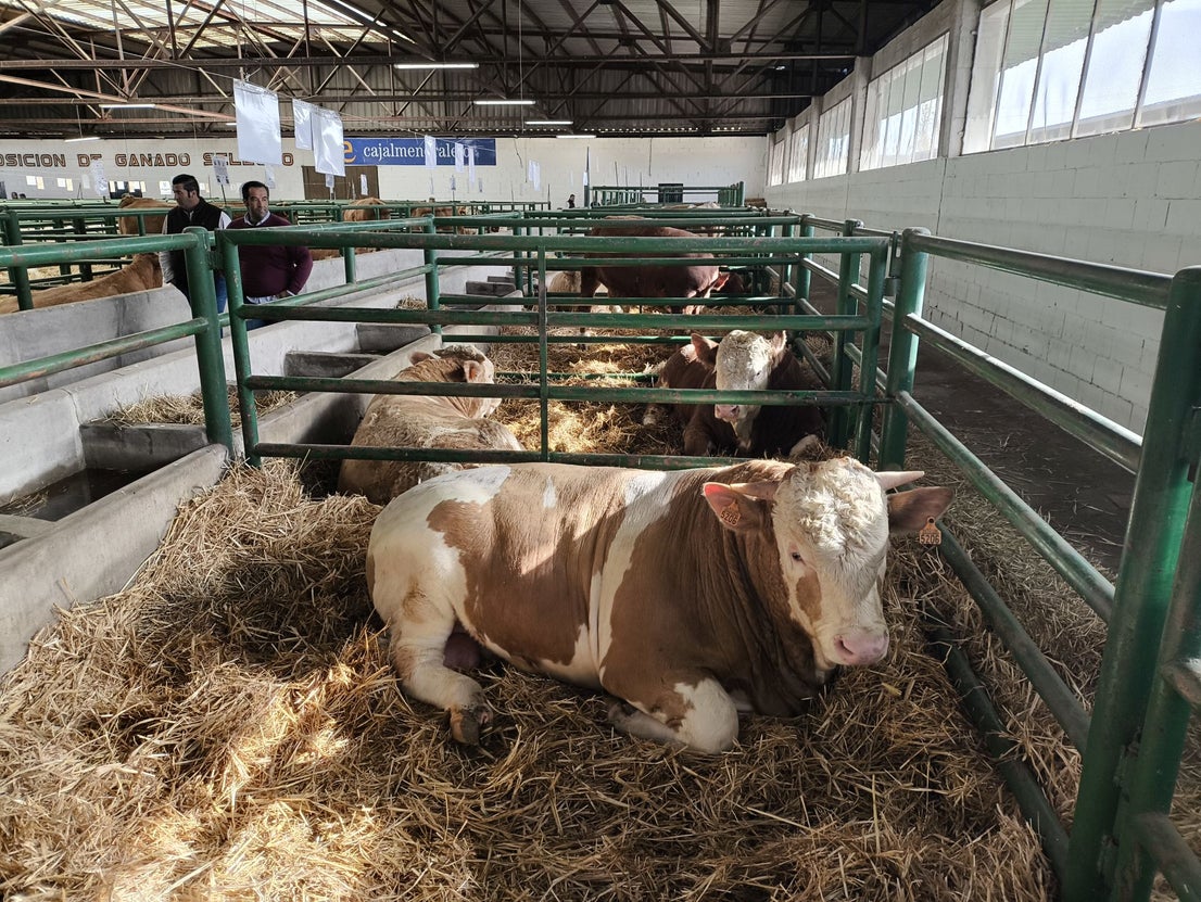 La Feria Agroganadera se celebró a pesar de la lengua azul