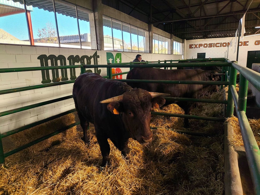 La Feria Agroganadera se celebró a pesar de la lengua azul