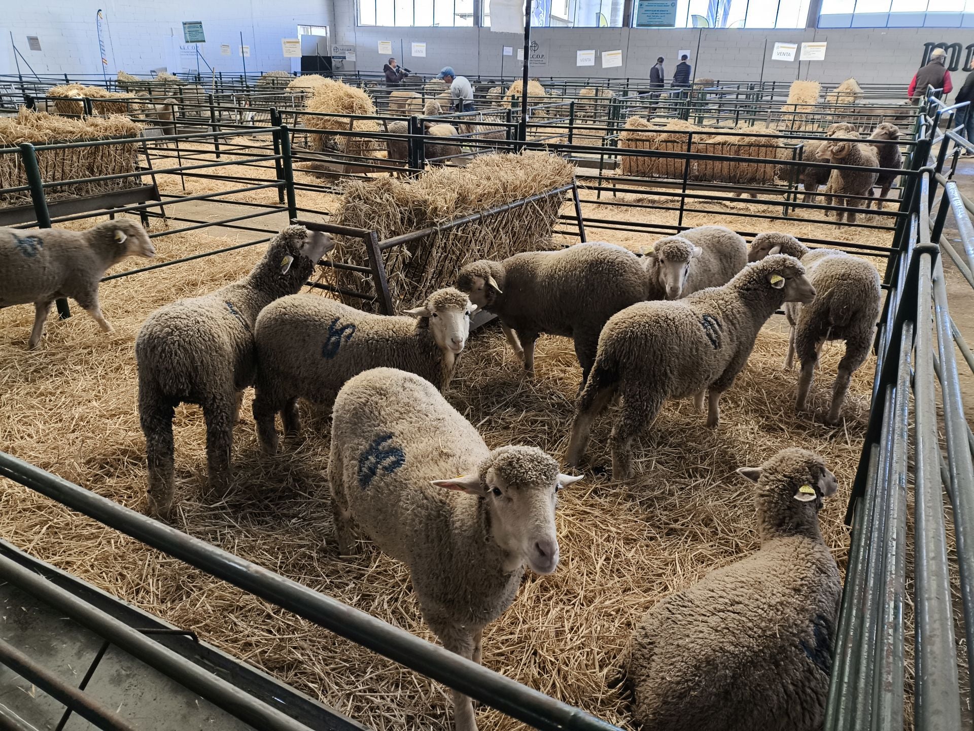 La Feria Agroganadera se celebró a pesar de la lengua azul