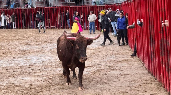 Los festejos taurinos de los carnavales se despiden con frío y lluvia
