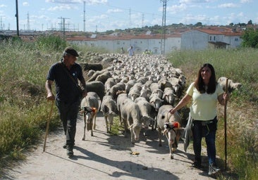 El pastor, junto con una de sus hermanas y el ganado, en su llegada a la ciudad, ayer