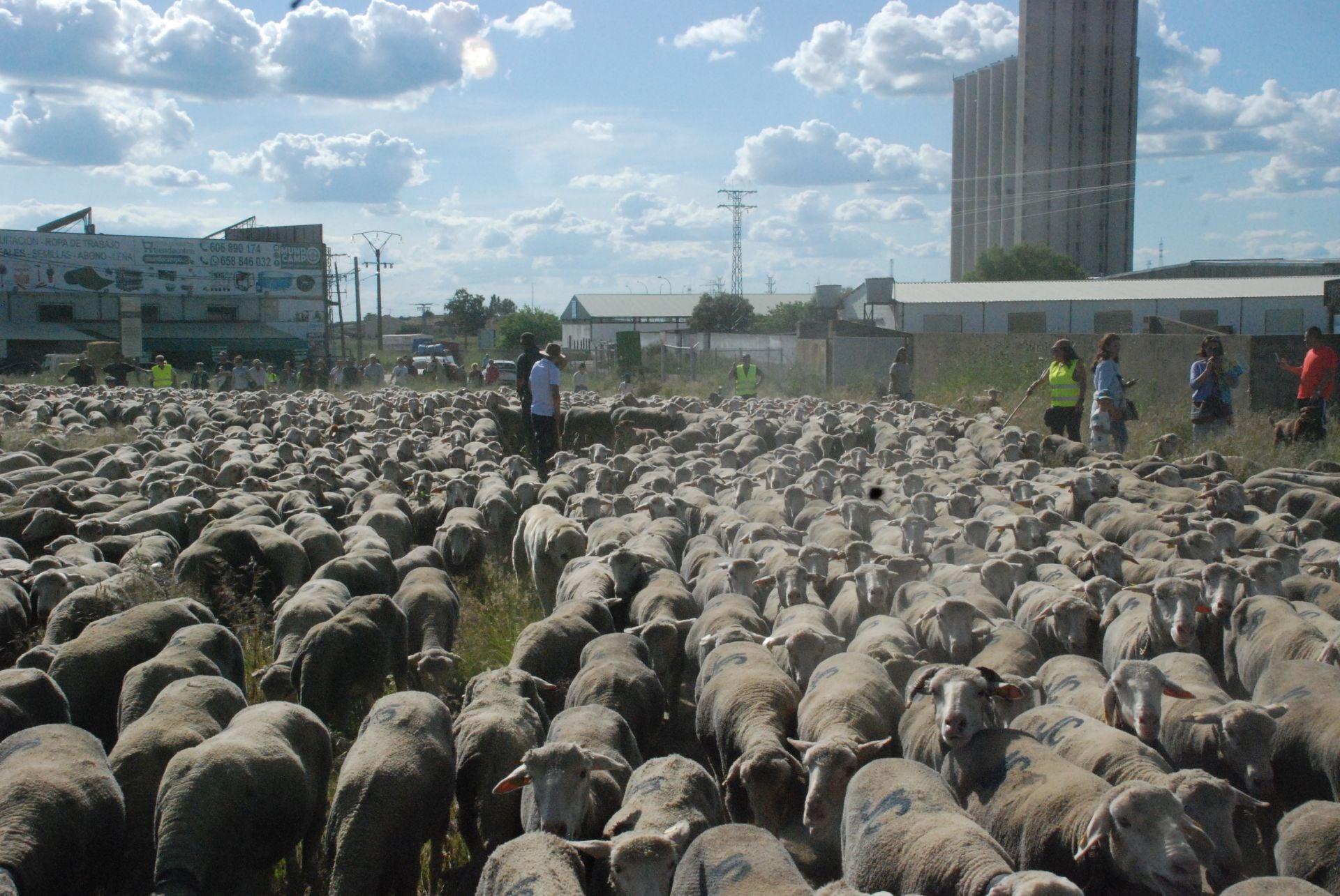 Calurosa despededida a José Manuel Sánchez, con sus 1.700 ovejas, camino de León