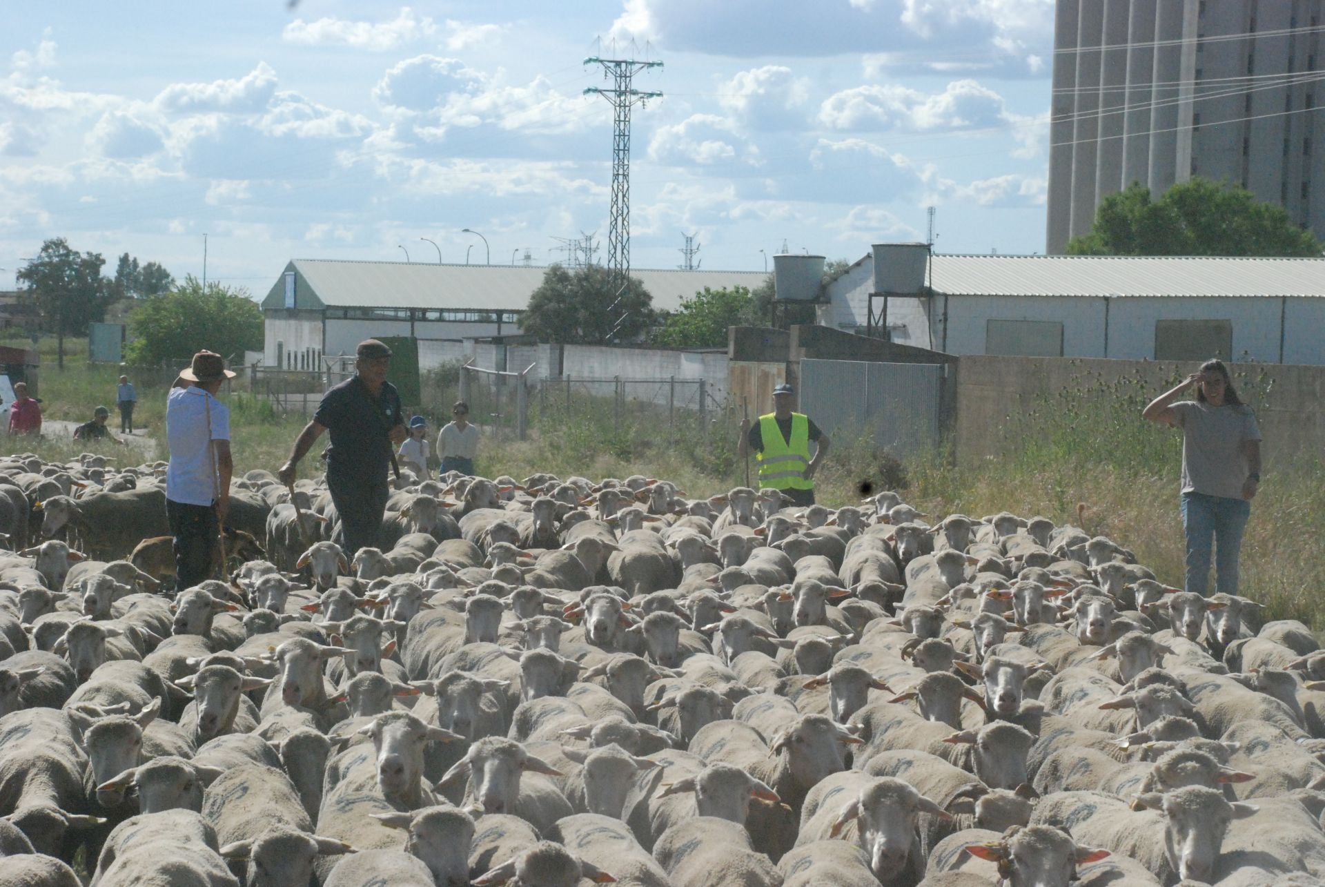 Calurosa despededida a José Manuel Sánchez, con sus 1.700 ovejas, camino de León